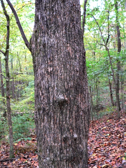 {Ostrya virginiana}